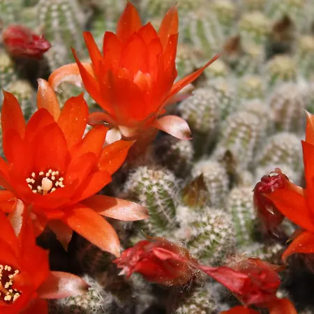 Couette-café Rosa Di Assisi