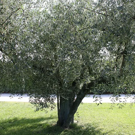 Rosa Di Assisi Couette-café 3*