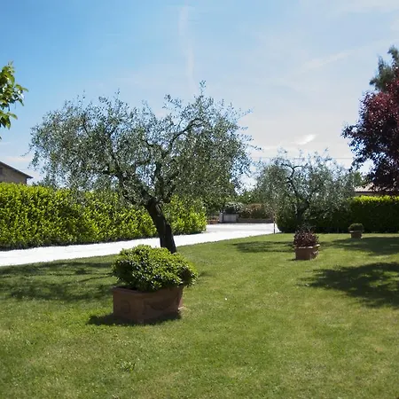 Rosa Di Assisi