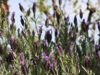 Couette-café Rosa Di Assisi 3*