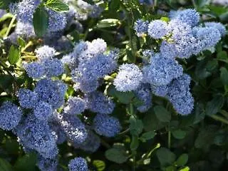 Rosa Di Assisi Bastia Umbra