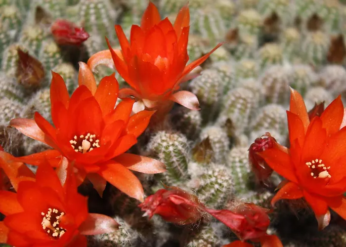 Couette-café Rosa Di Assisi