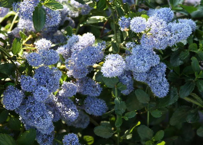 Couette-café Rosa Di Assisi 3*